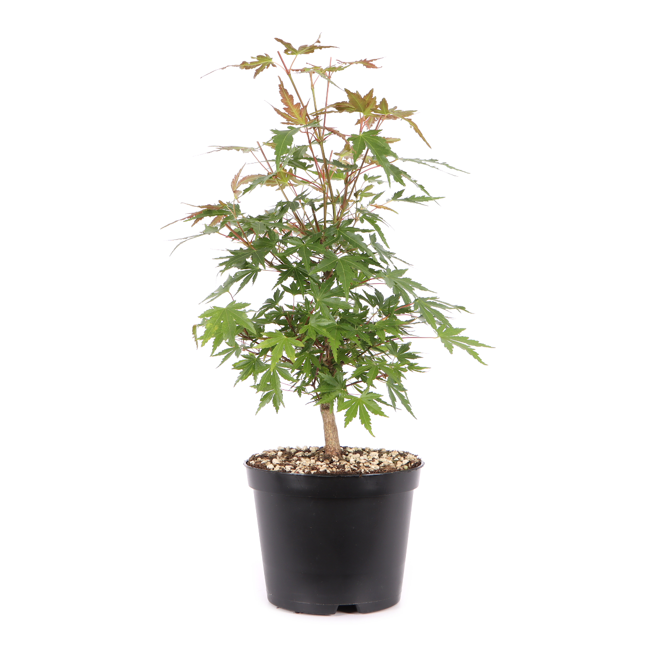 Acer palmatum