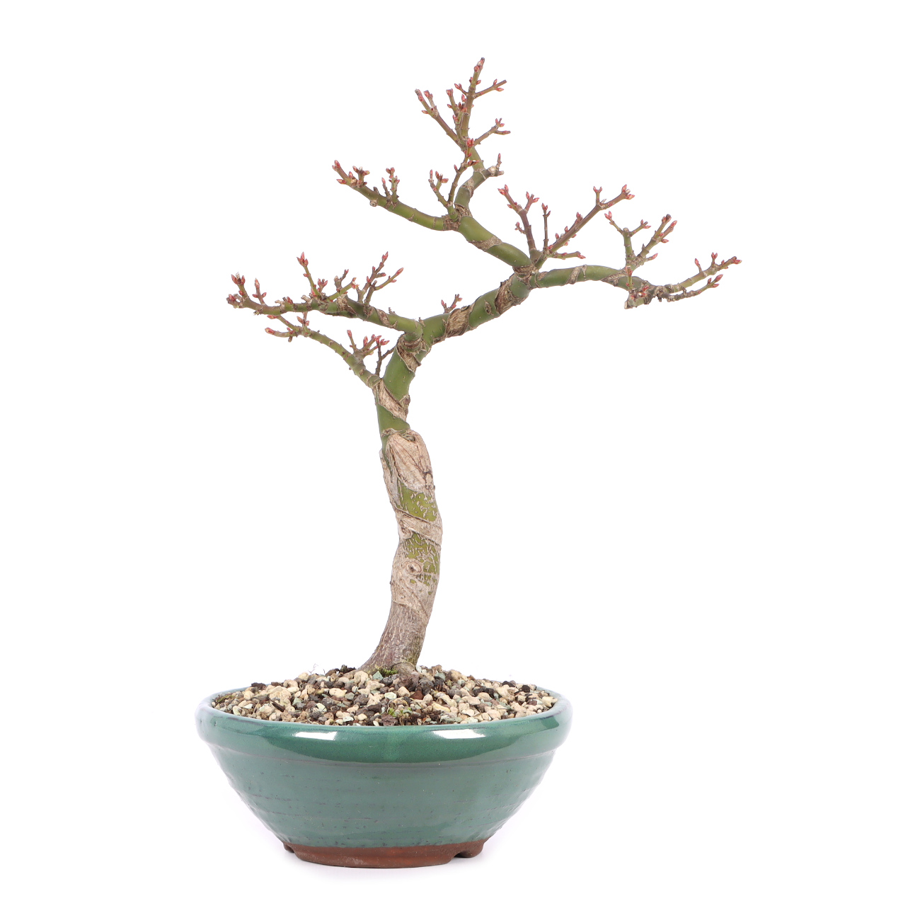 Acer palmatum 'Shishigashira'