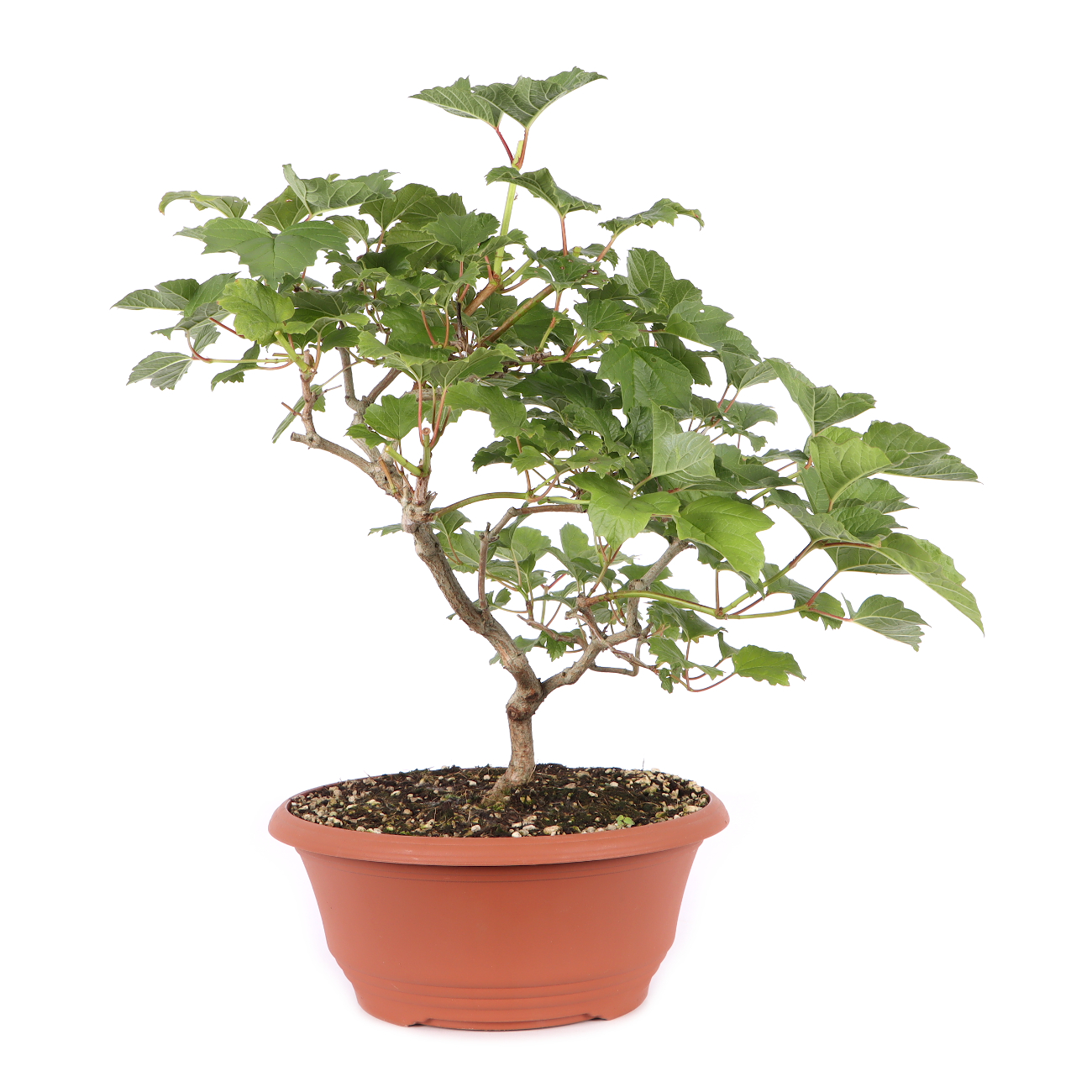 Viburnum opulus