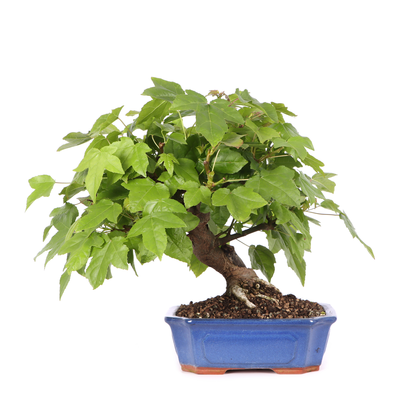 Liquidambar formosana
