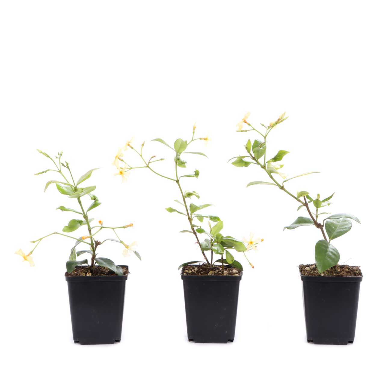 Trachelospermum jasminoides