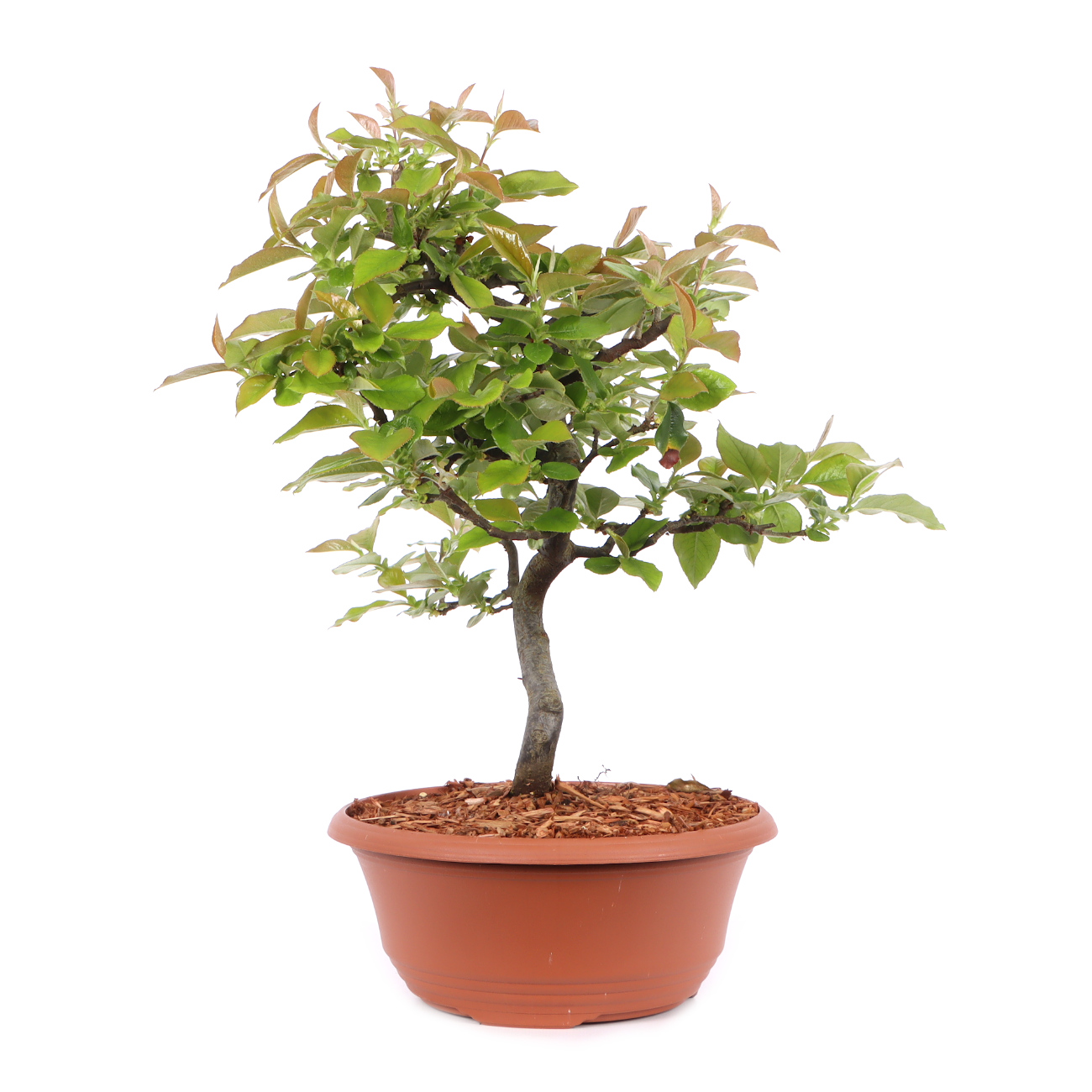 Pseudocydonia sinensis