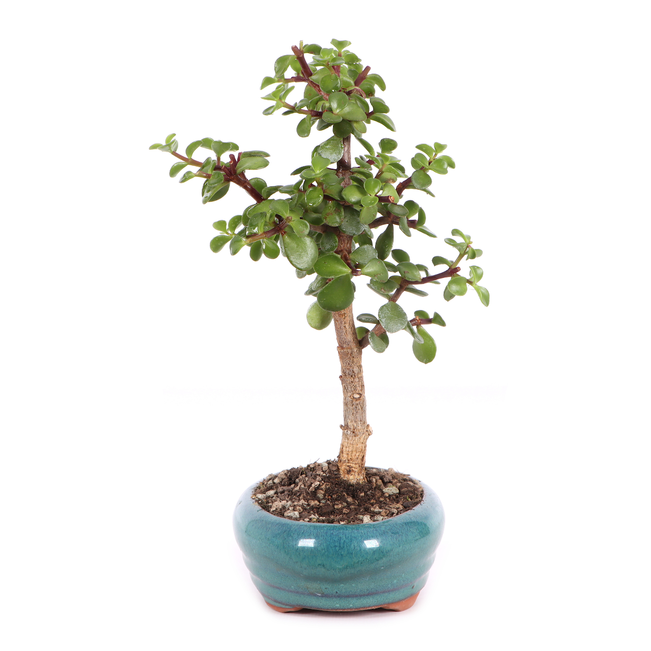 Portulacaria afra