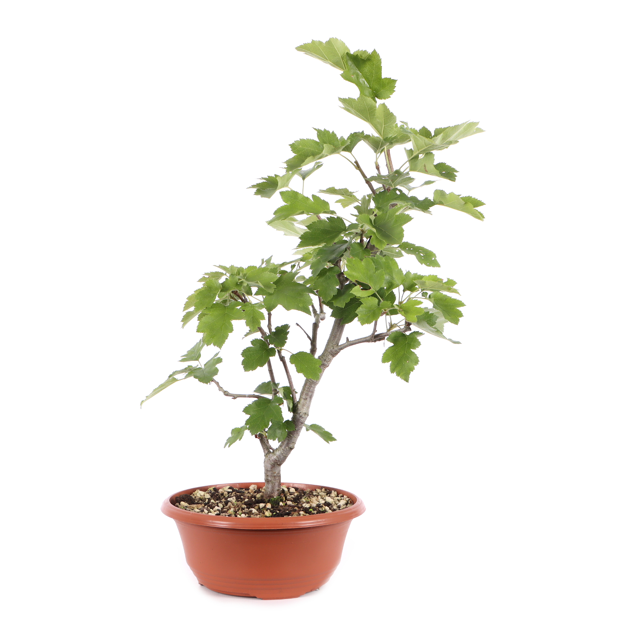 Sorbus torminalis