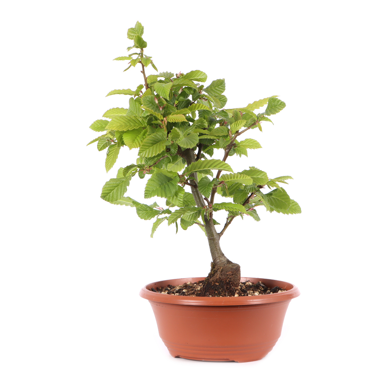 Carpinus betulus