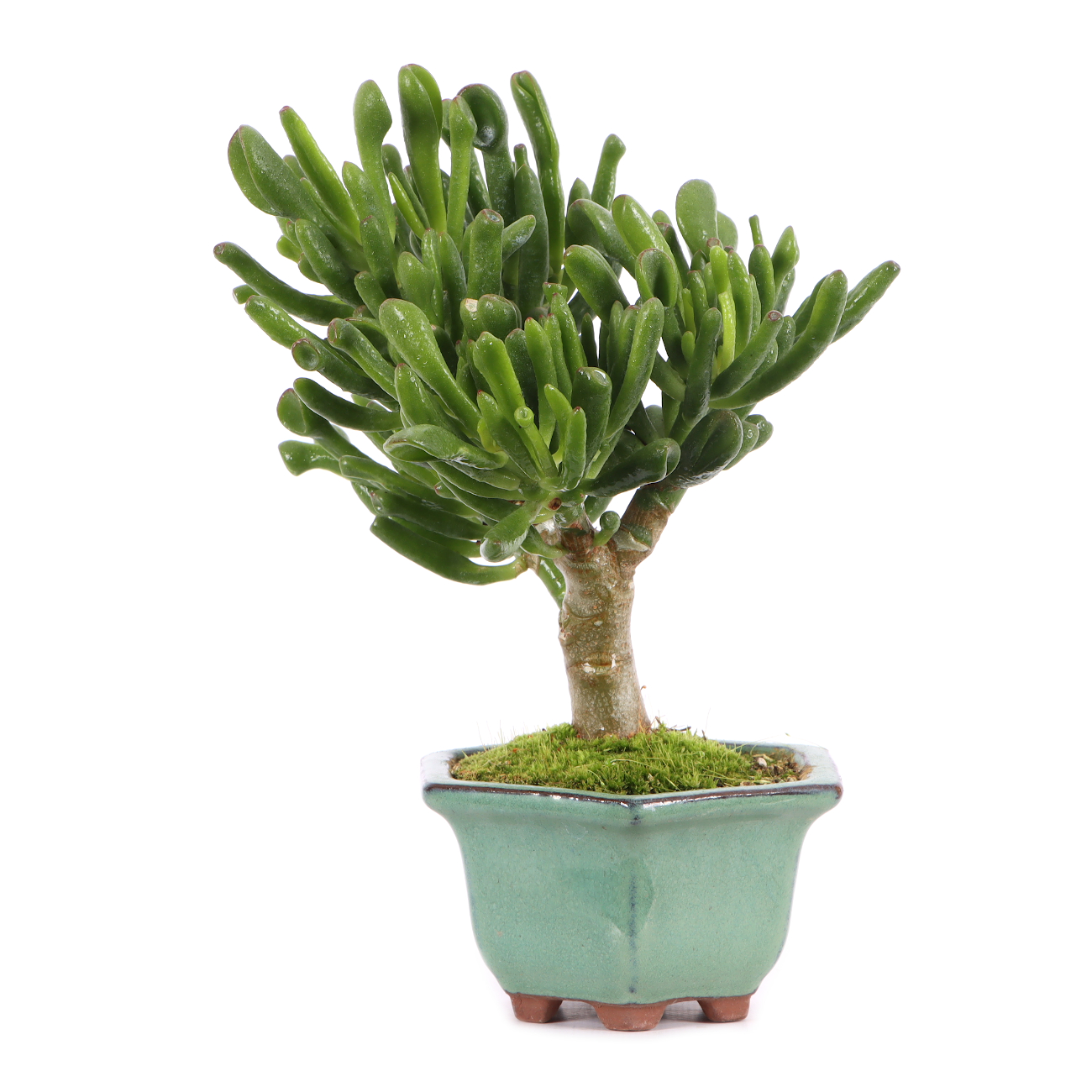 Crassula ovata 'Horn Tree'