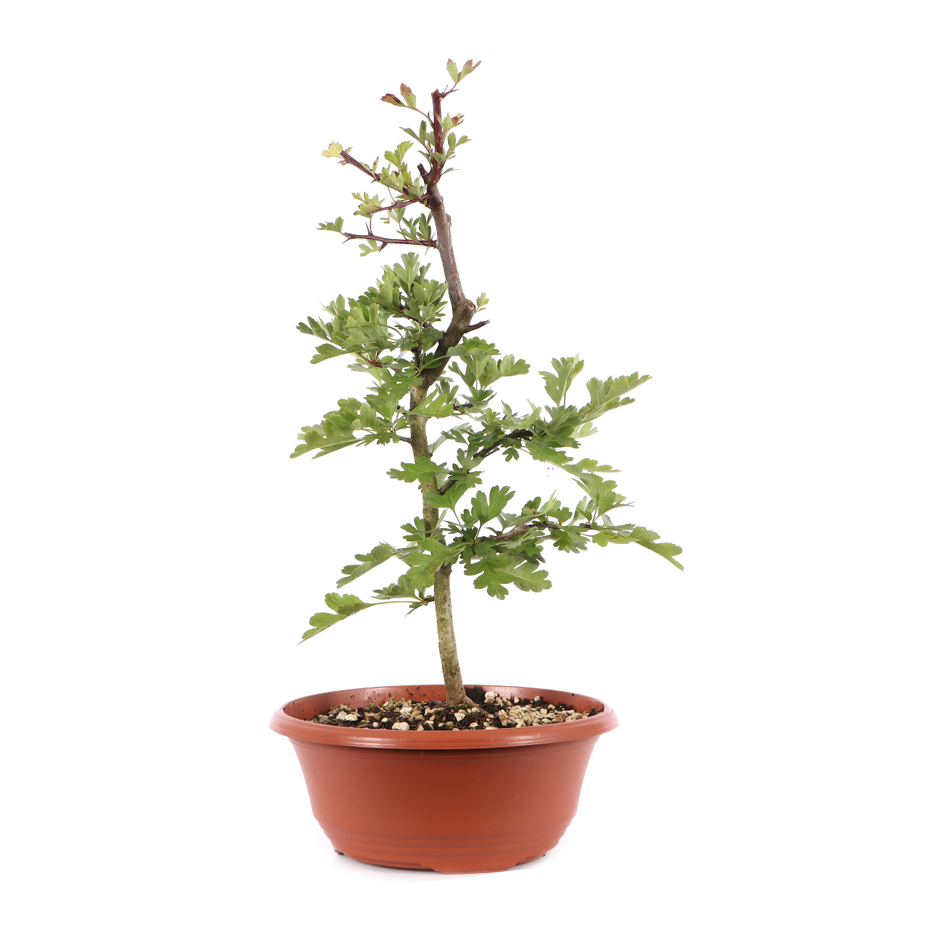 Crataegus monogyna