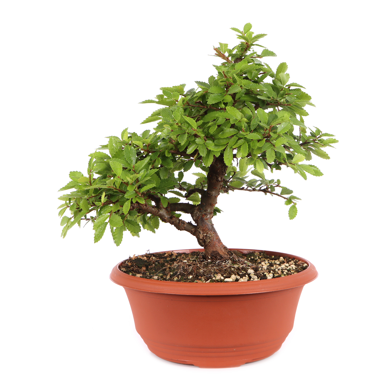 Ulmus japonica