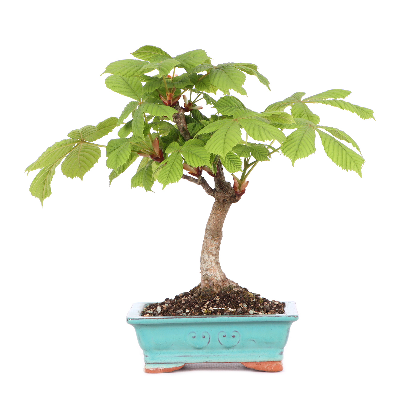 Aesculus hippocastanum