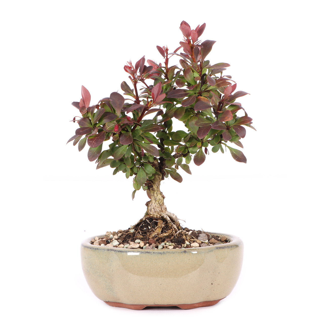 Berberis thunbergii 'Atropurpurea Nana'