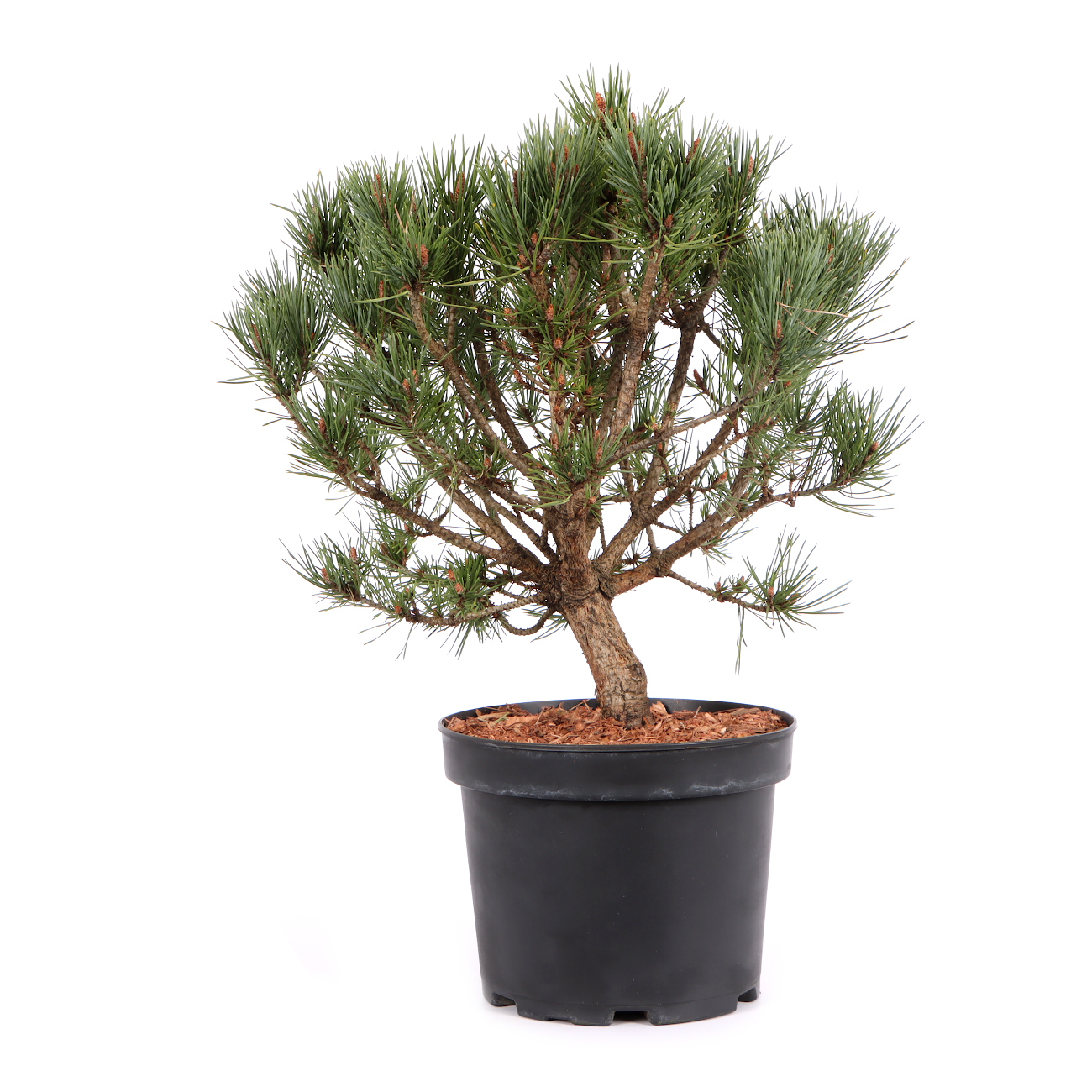 Pinus sylvestris 'Watereri'