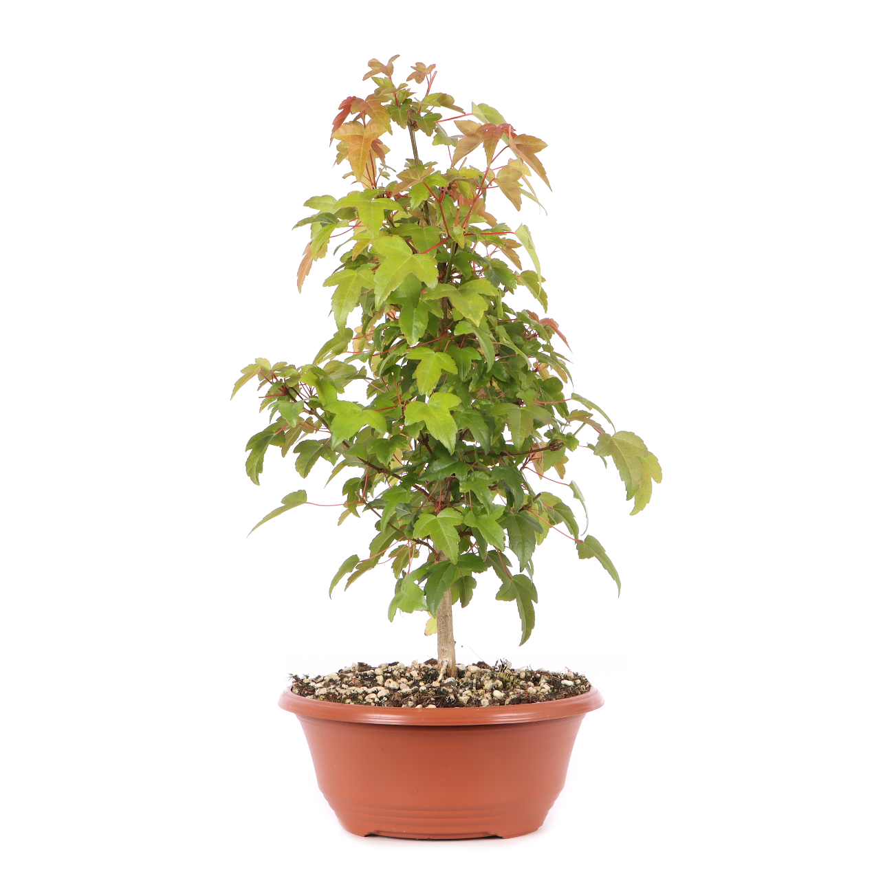 Acer buergerianum