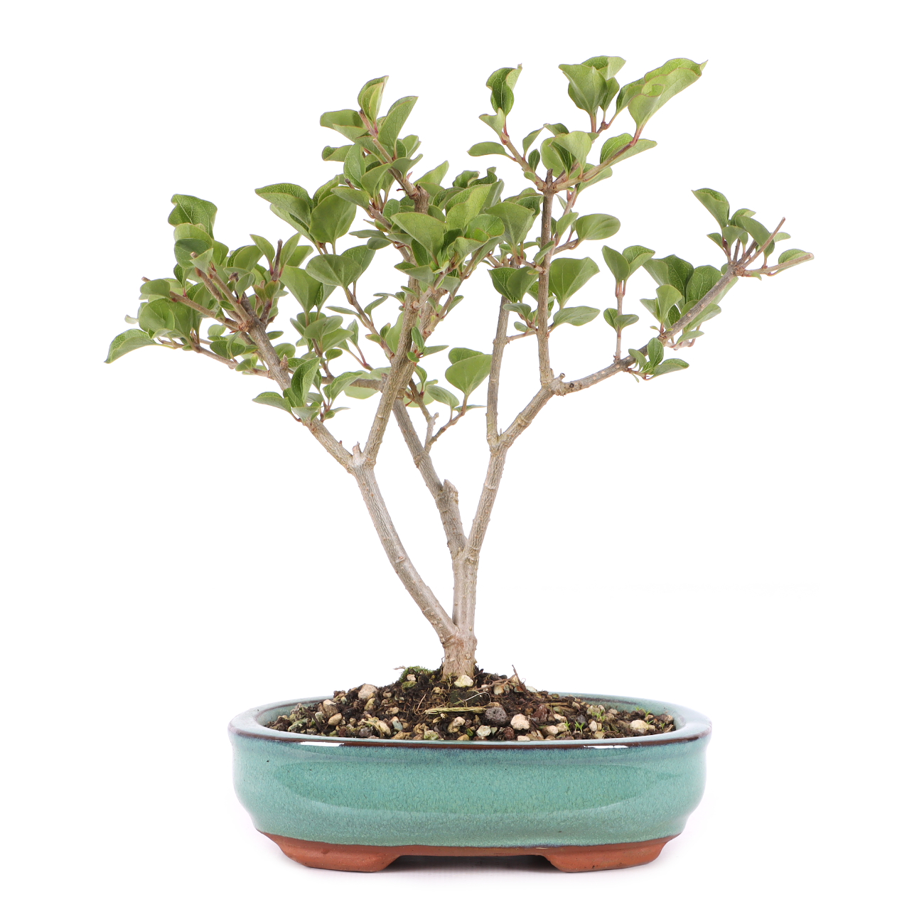 Syringa meyeri 'Palibin'