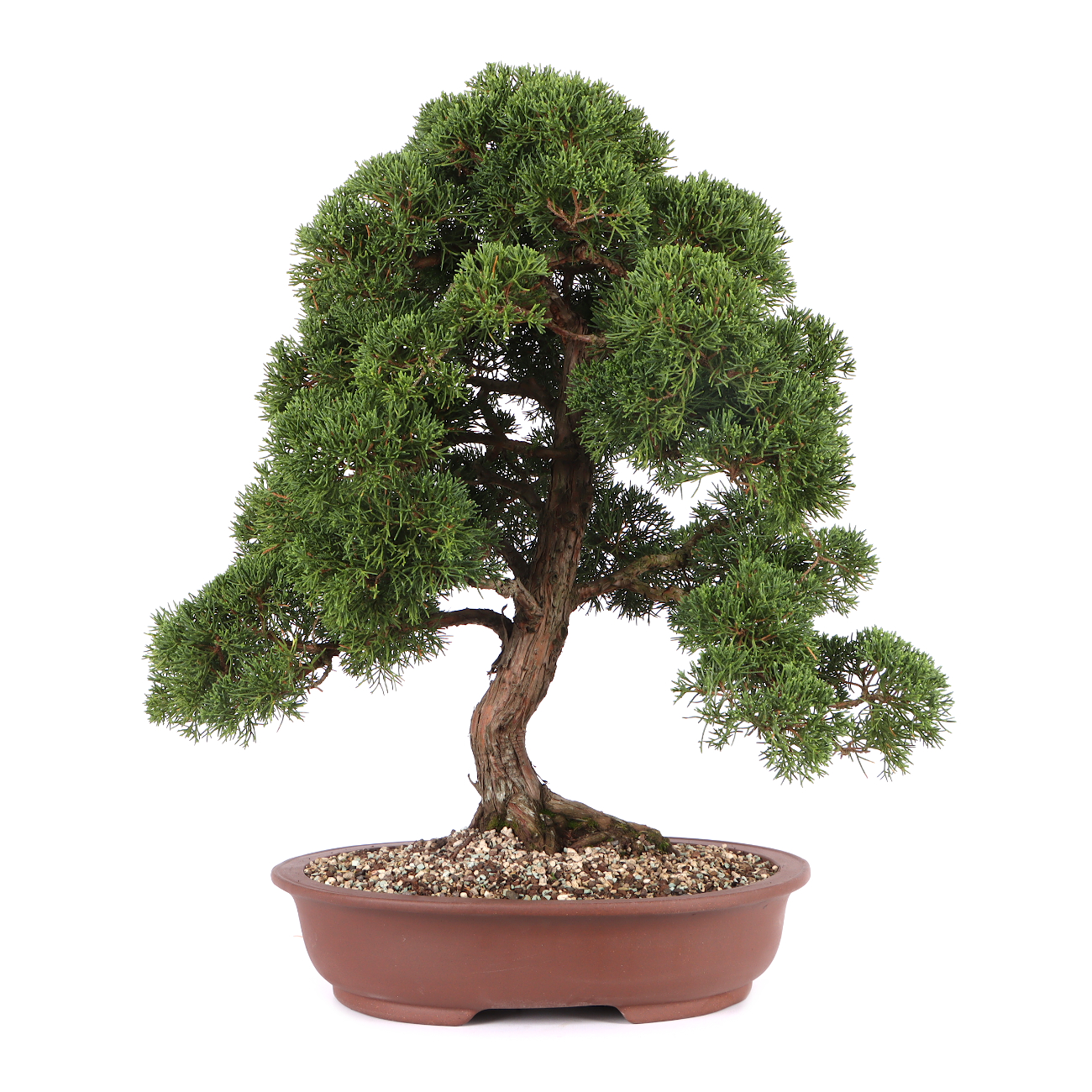 Juniperus chinensis