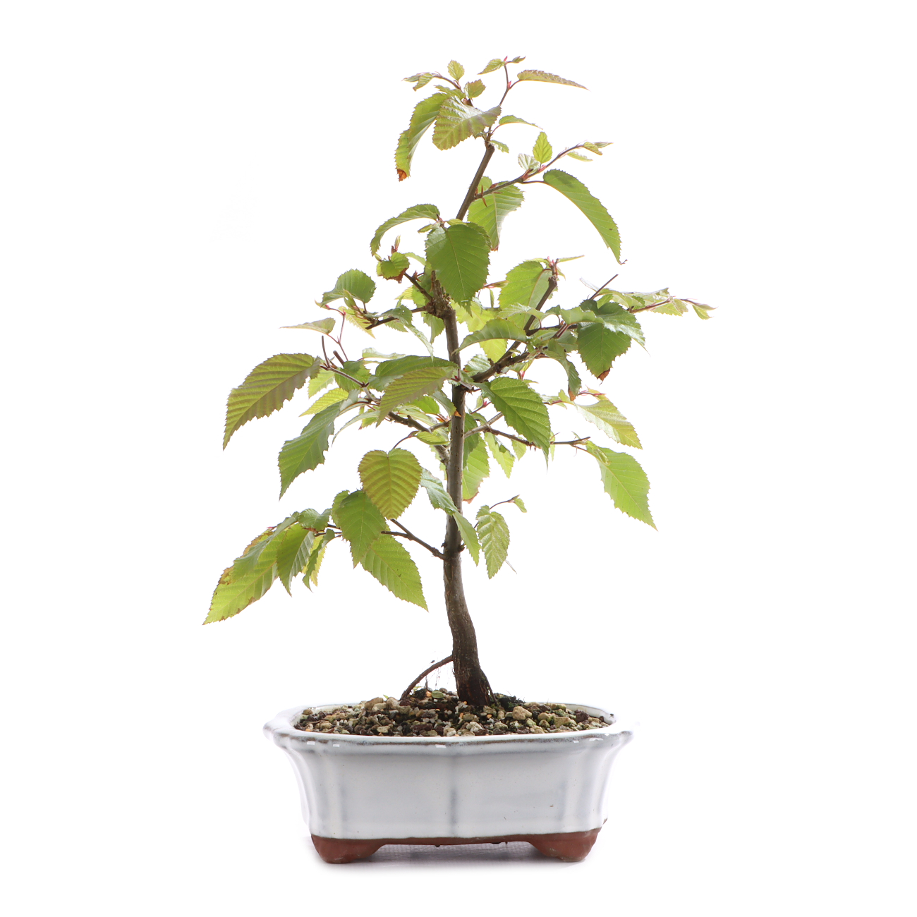 Carpinus turczaninowii
