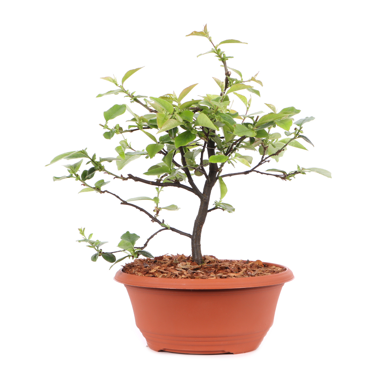 Pseudocydonia sinensis