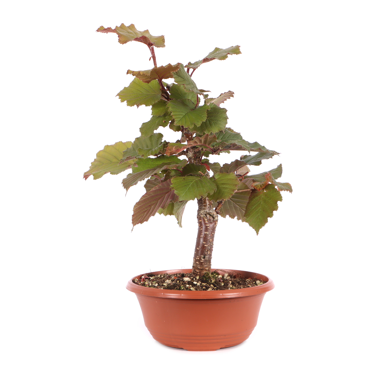 Corylus avellana 'Rotblättrige Zellernuss'