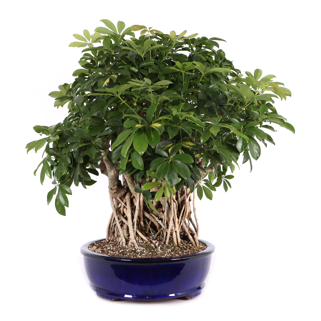 Schefflera arboricola