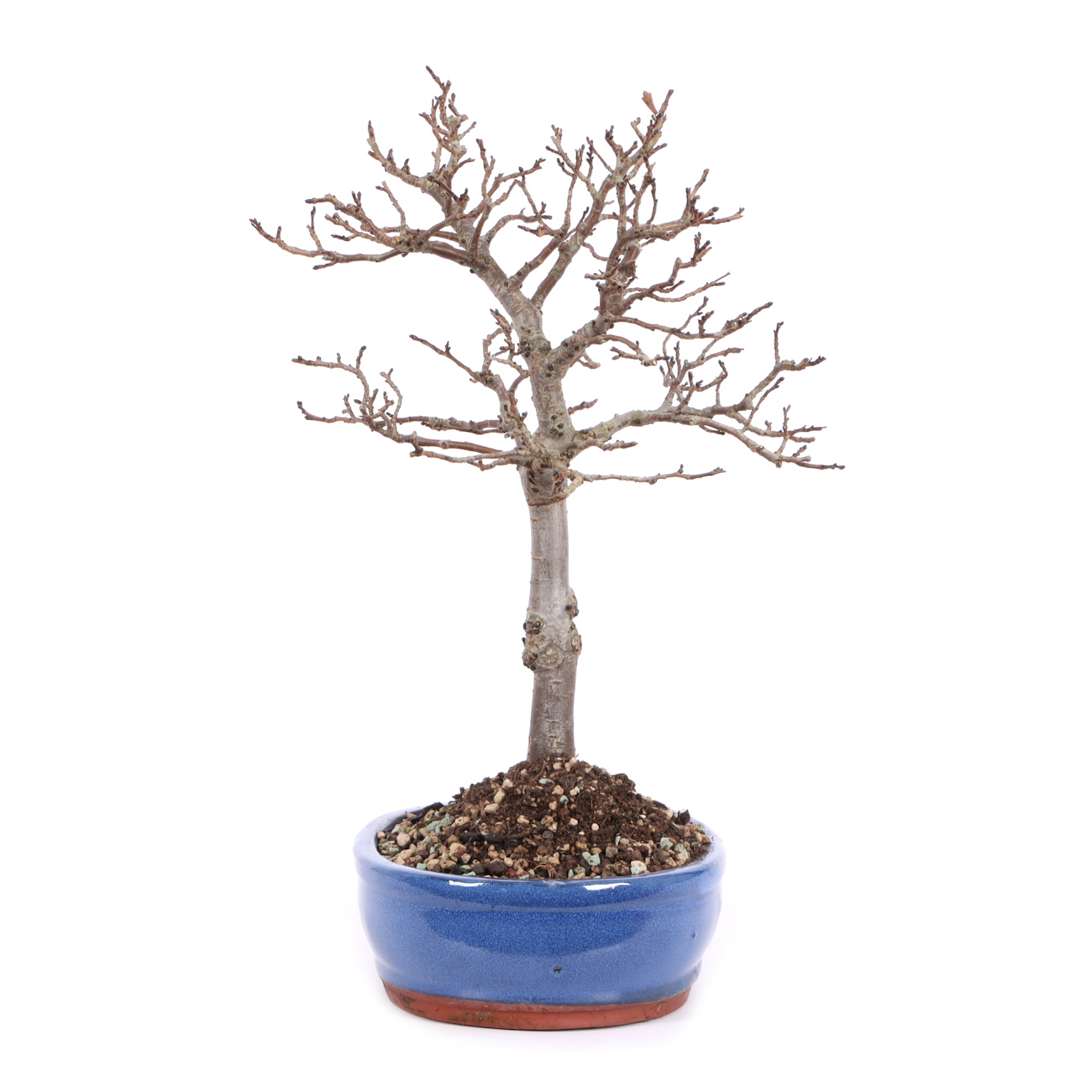 Seitenansicht rechts