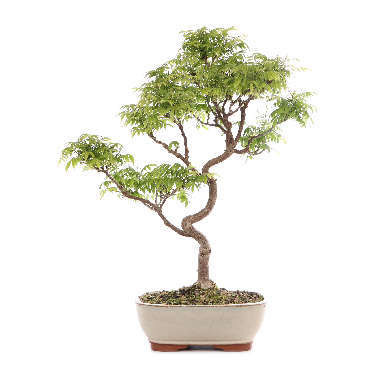 Millettia japonica 'Hime Fuji'