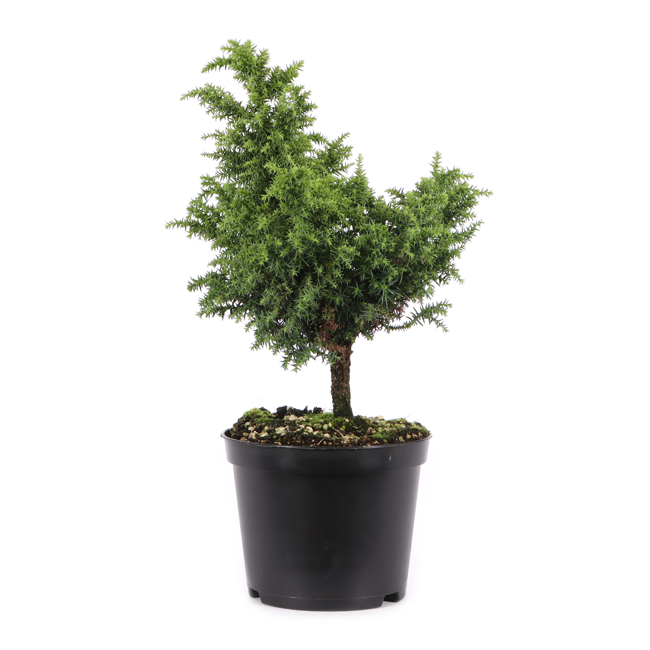 Cryptomeria japonica 'Yokohama'