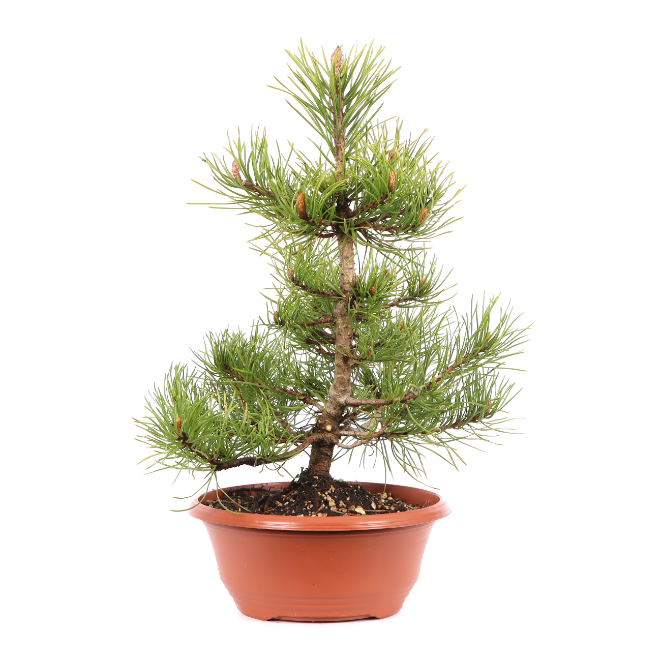 Pinus mugo subsp. uncinata