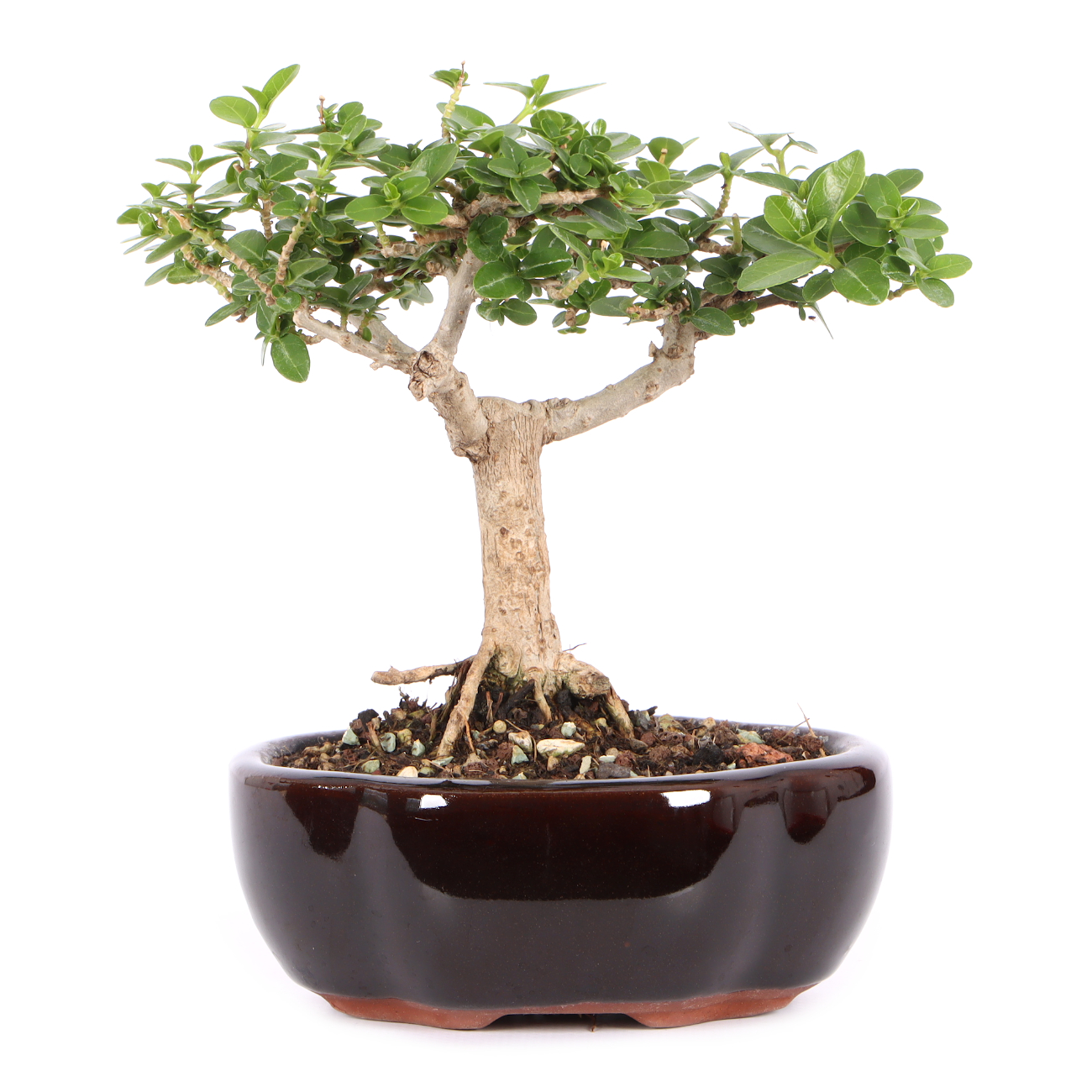 Premna microphylla