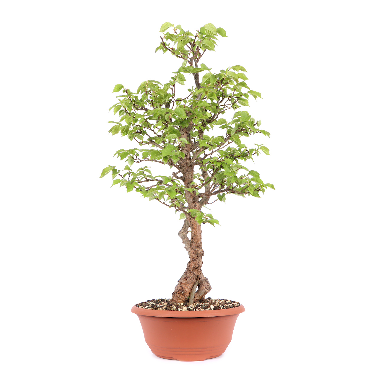 Seitenansicht rechts