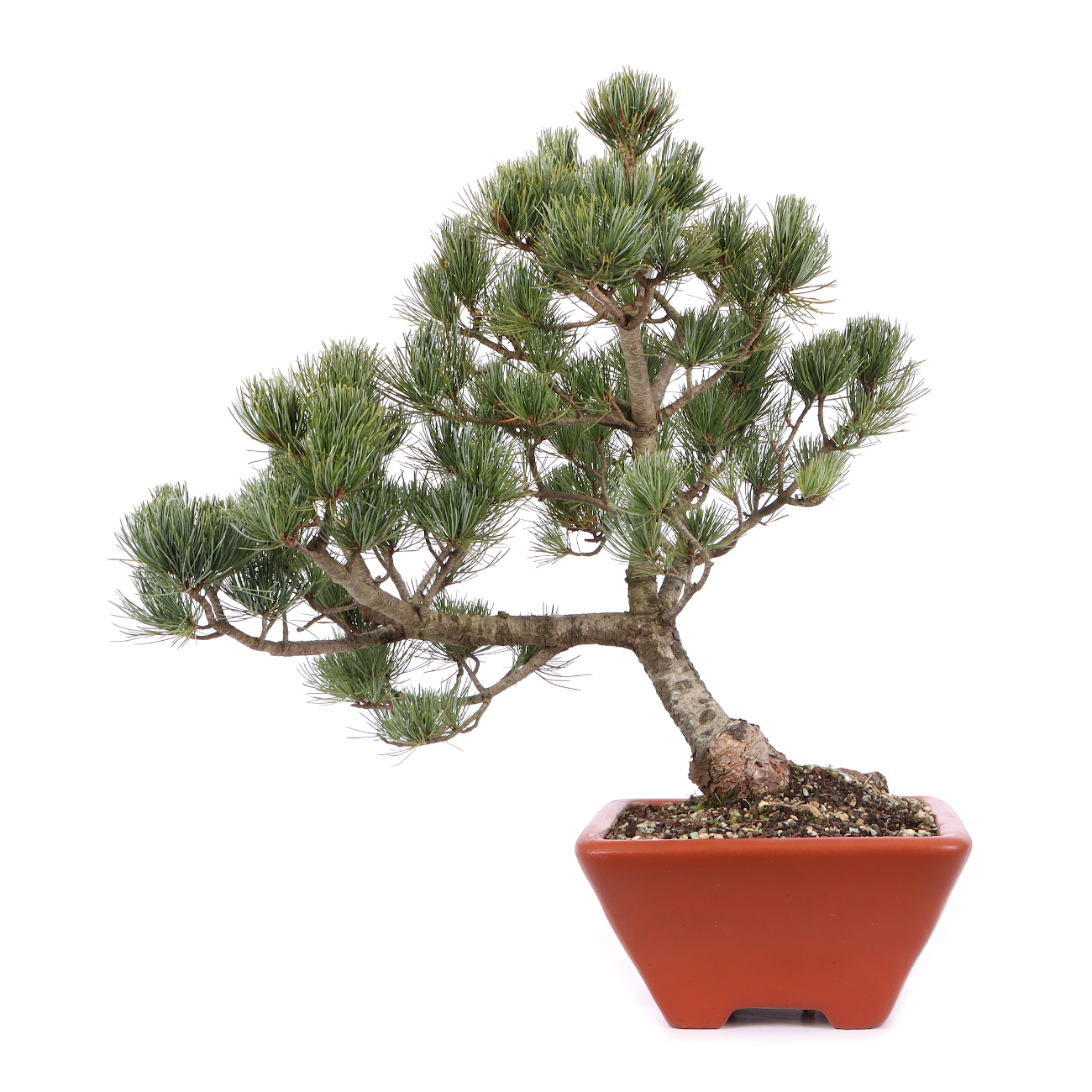 Pinus parviflora 'Glauca'