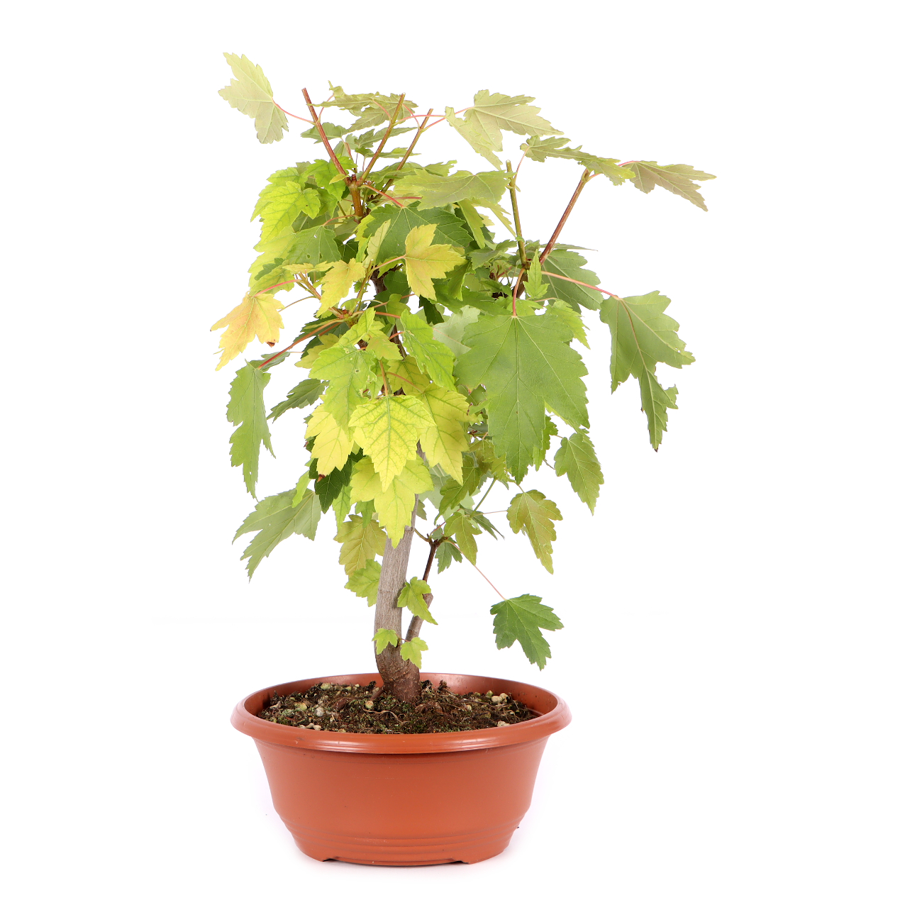 Acer rubrum 'October Glory'
