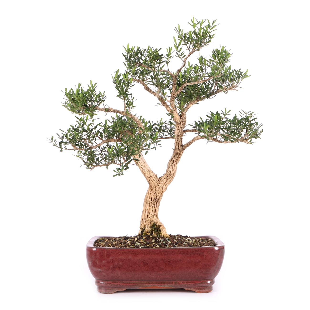 Buxus sinica var. sinica