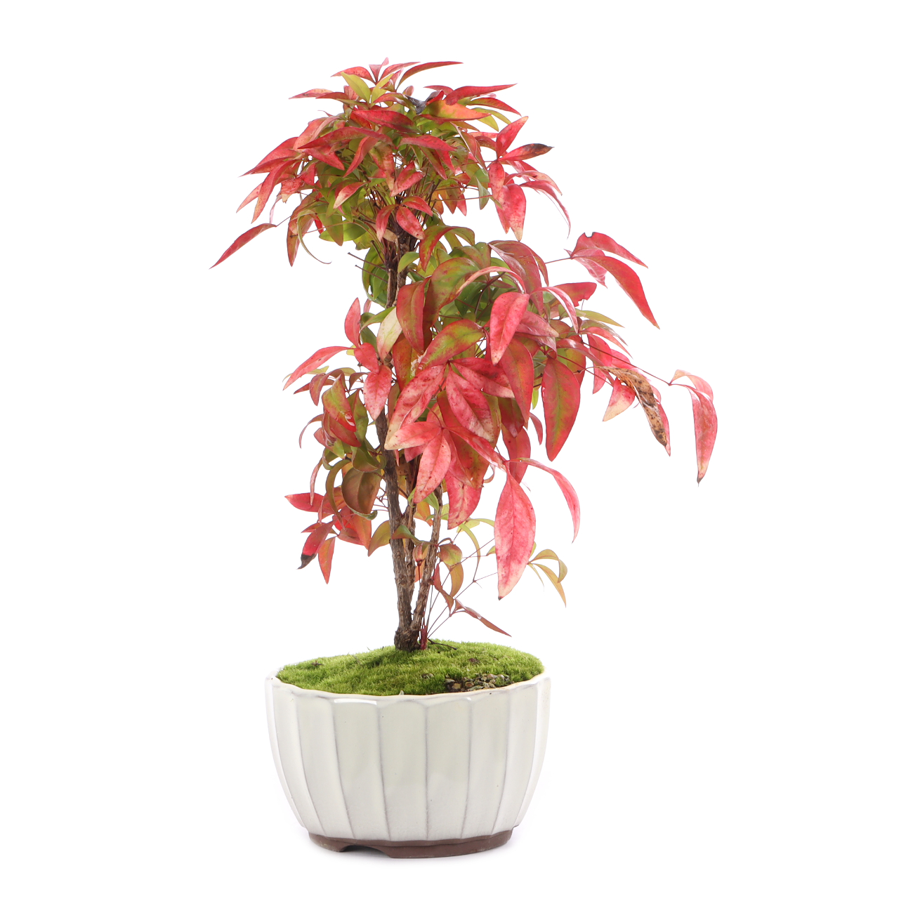 Nandina domestica 'Fire Power'