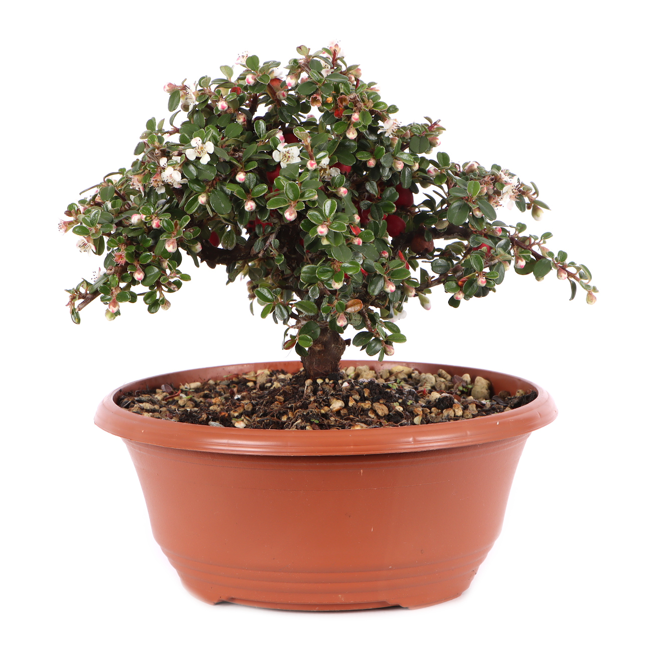 Cotoneaster microphyllus 'Cochleatus'