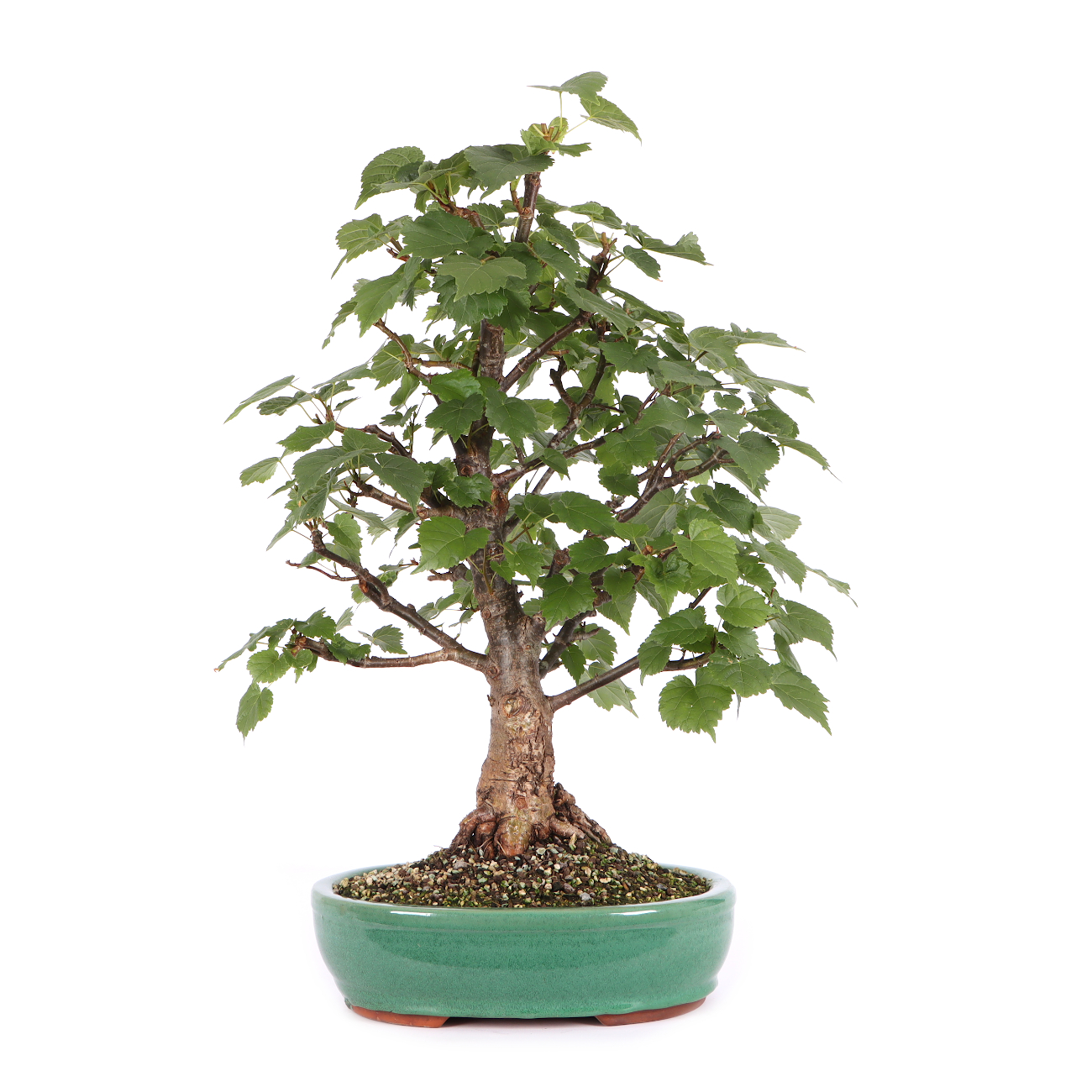 Tilia cordata