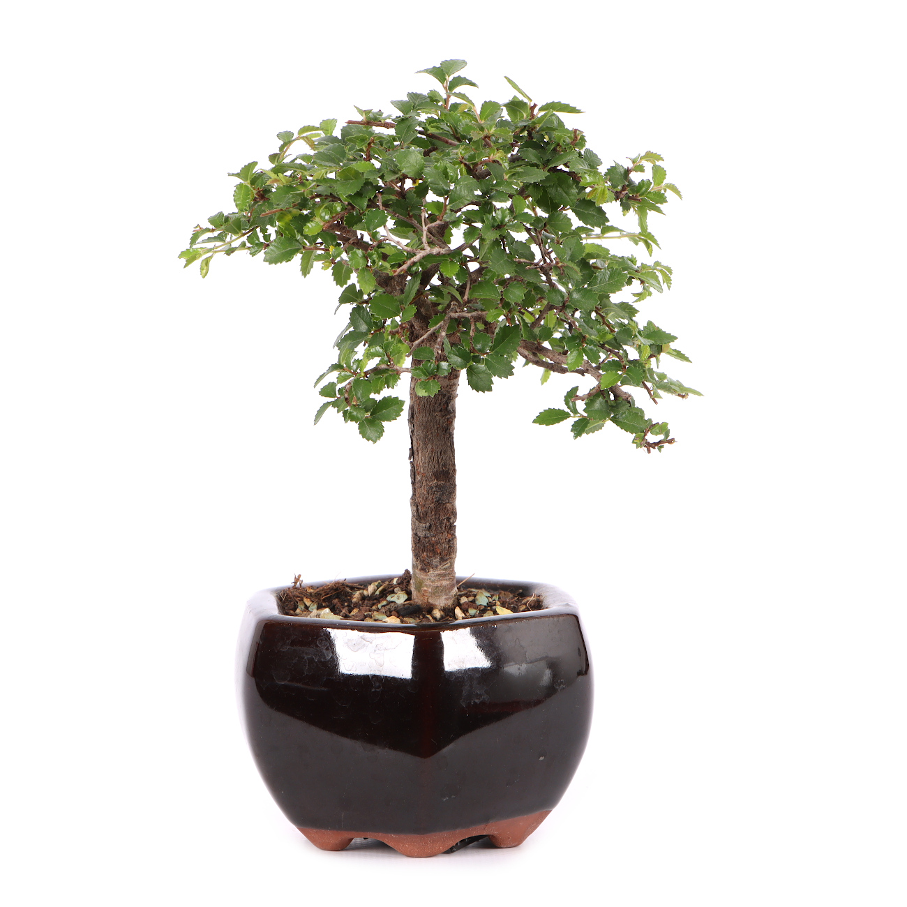 Ulmus parvifolia