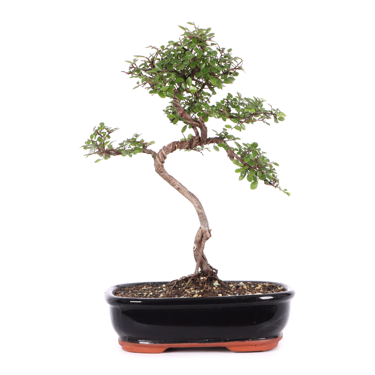 Ulmus parvifolia