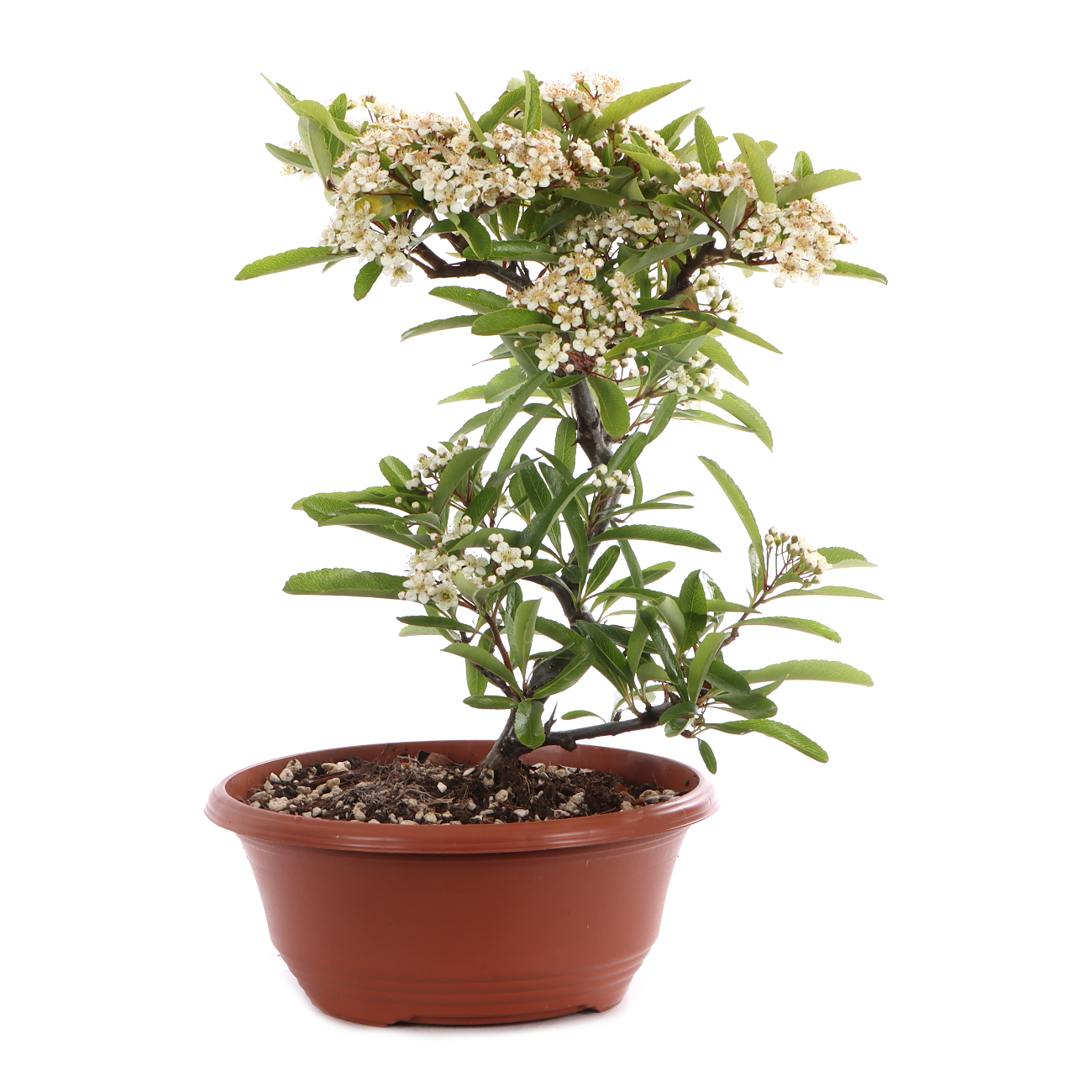 Pyracantha angustifolia