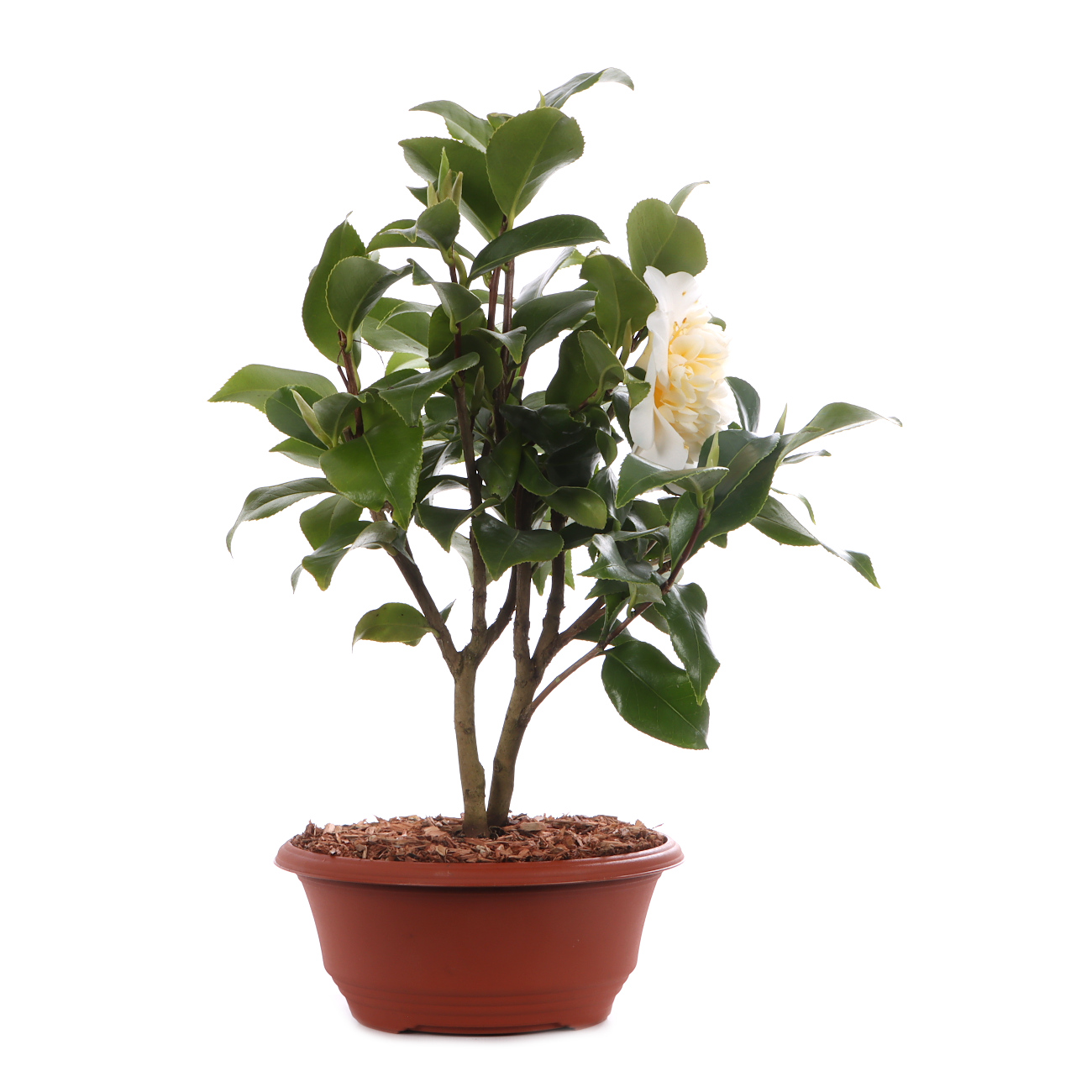 Camellia japonica 'Nobilissima'
