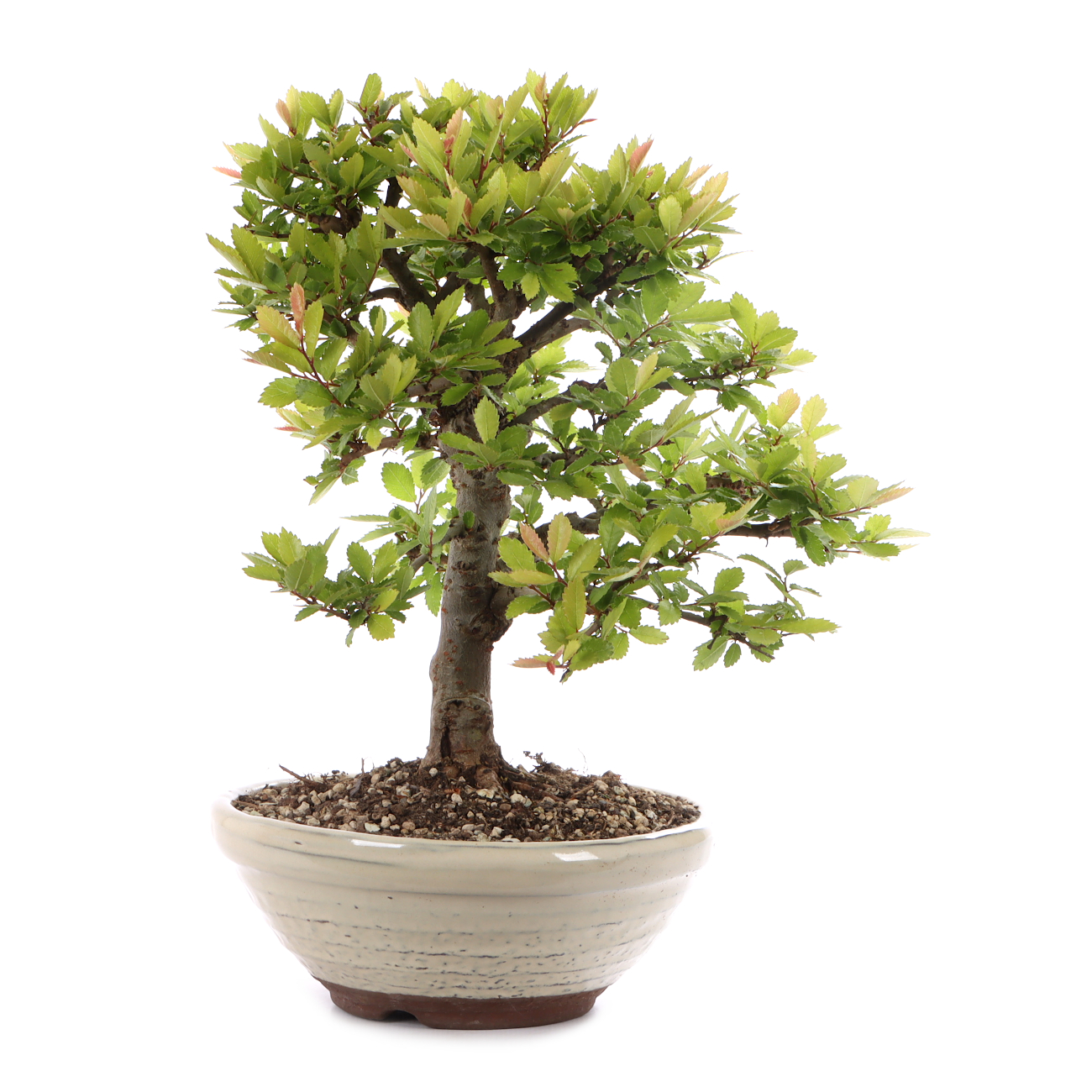 Ulmus japonica