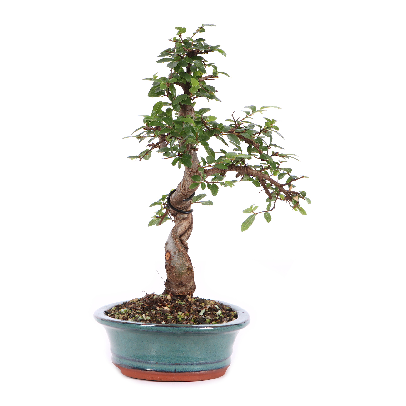 Seitenansicht rechts