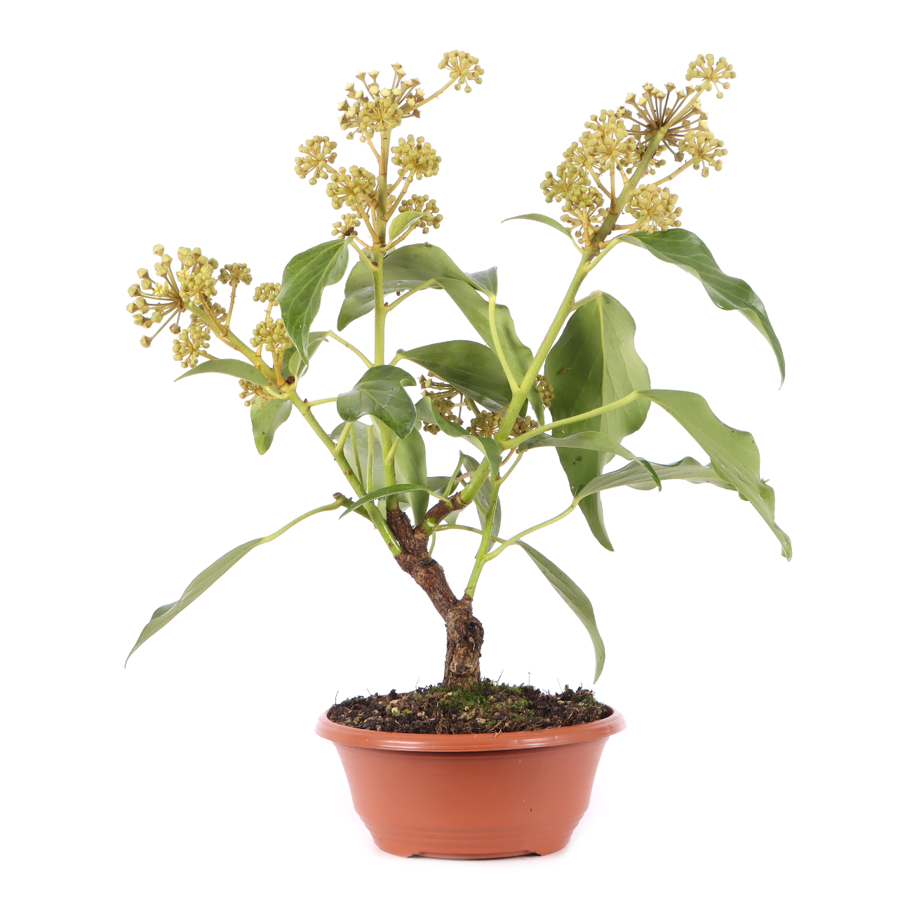 Hedera colchica 'Fall Favourite'