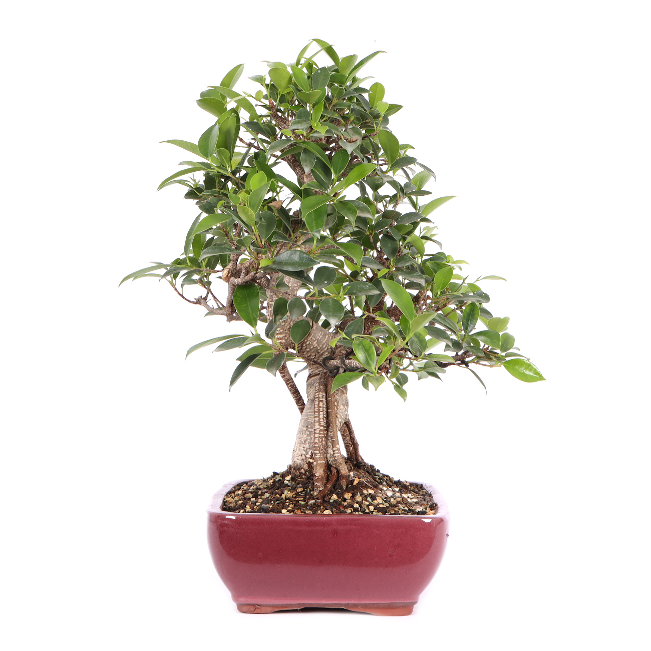 Seitenansicht rechts