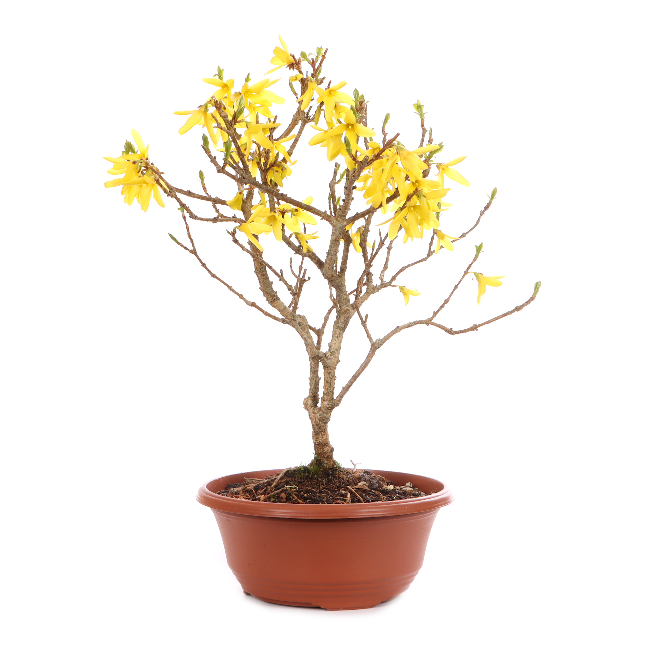 Forsythia x intermedia 'Minigold'