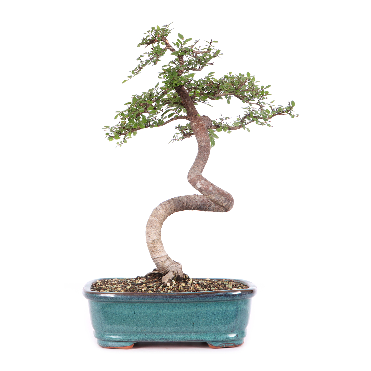 Ulmus parvifolia