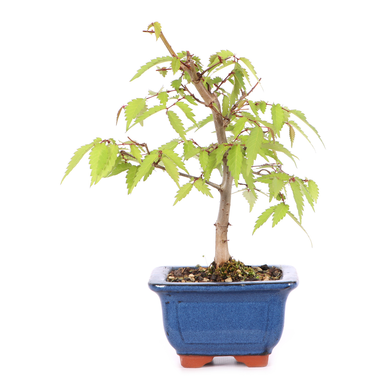Zelkova serrata