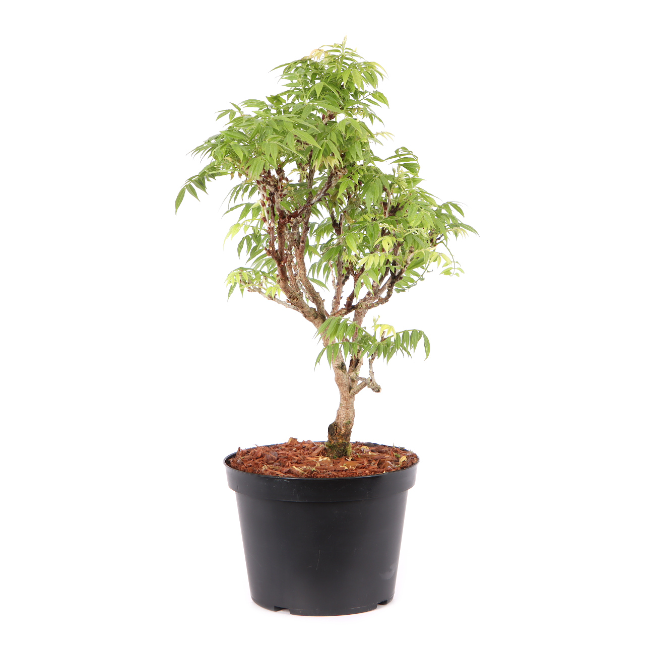 Millettia japonica 'Hime Fuji'