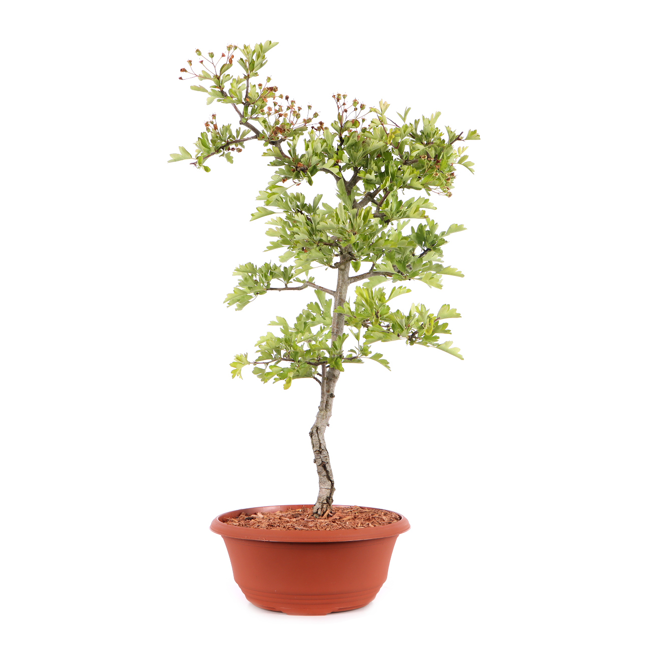 Crataegus monogyna