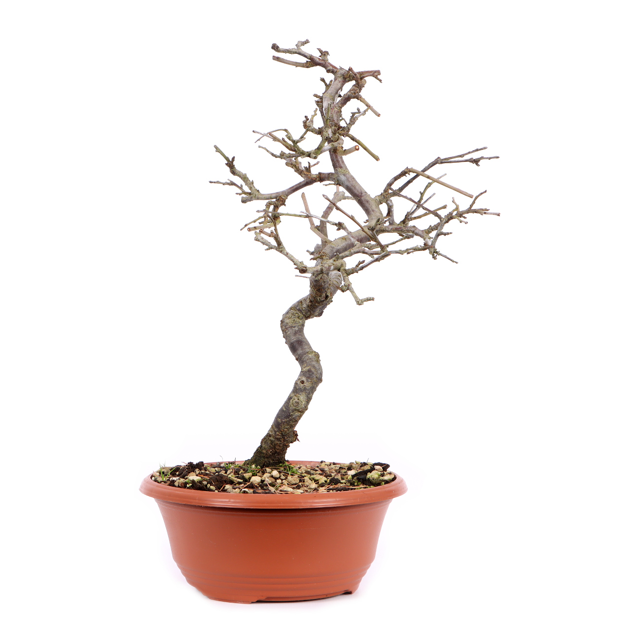 Seitenansicht rechts