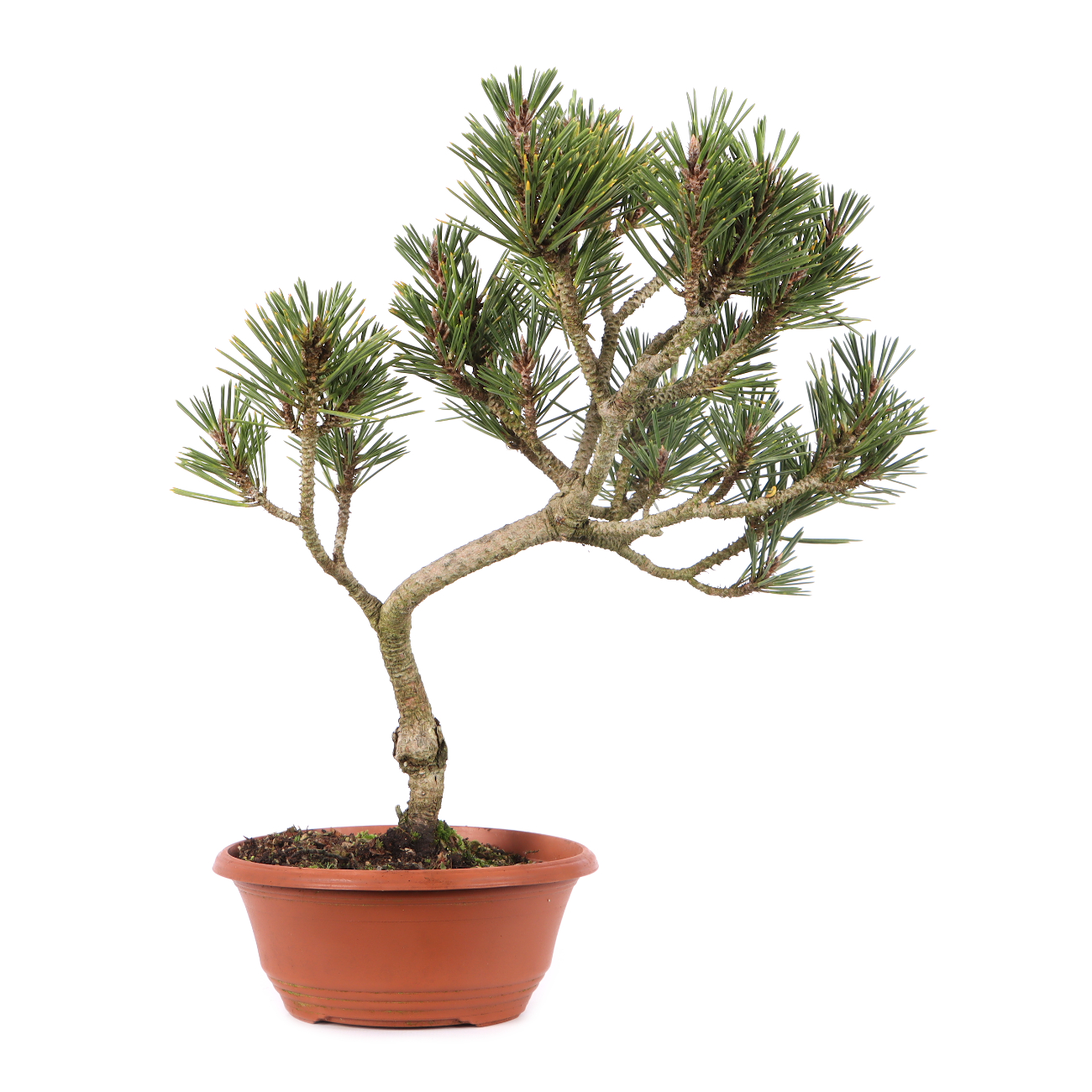 Pinus thunbergii 'Kotobuki'