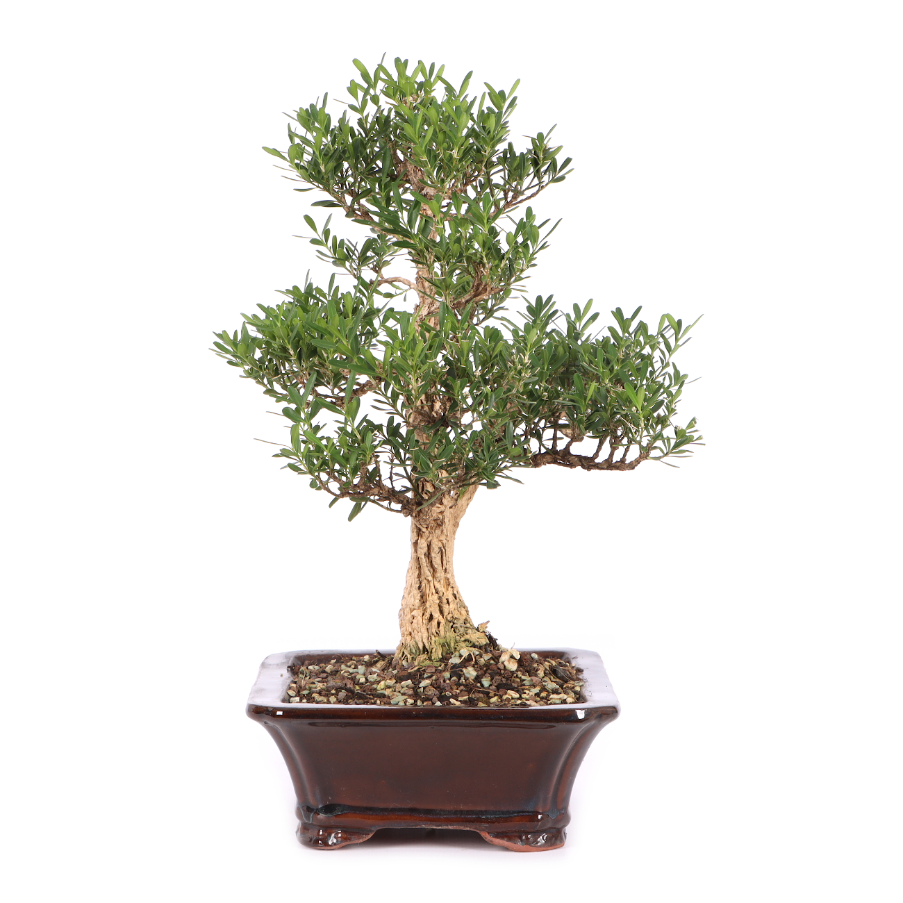 Buxus sinica var. sinica